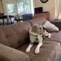Photo of Cape Cod Pet Nanny