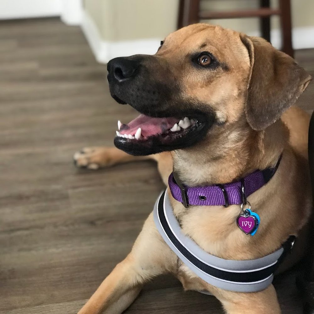 Lucky Paws - Ivy - Pet Adoption Near Me - Albuquerque, New Mexico Lucky Paws - Ivy - Pet Adoption Near Me - Albuquerque, New Mexico
