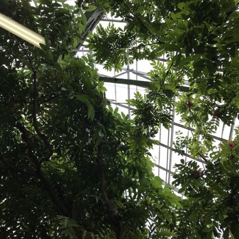 Krohn Conservatory - Botanical Gardens Near Me - Cincinnati, Ohio Krohn Conservatory - Botanical Gardens Near Me - Cincinnati, Ohio