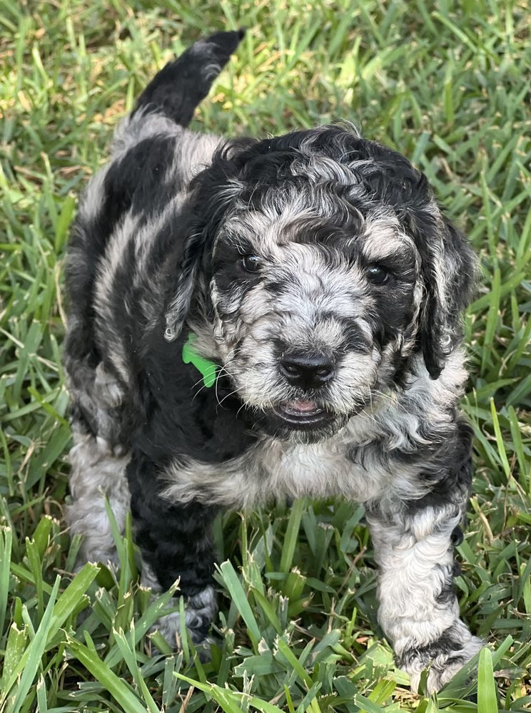 Texas Quality Doodles Logo