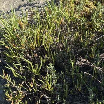 Los Cerritos Wetlands - Sea pickle store the salt in one area of the plant which they drop as needed - Kids Activities Near Me