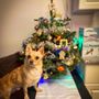 Photo of Richard Tajiri's Christmas Hawaii