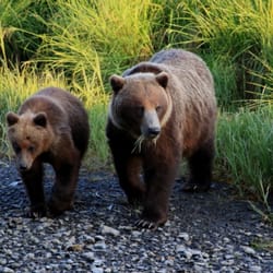 Sitka Wildlife Adventures - Brown Bears near Sitka (Don Kluting photo)