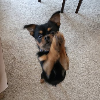 Wagging Lounge Dog Resort - My happy Chihuahua/Pekingese giving Wagging Lounge an "all paw" approval - Pet Sitting Near Me - Columbia, Maryland
