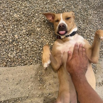 Hollywood Hounds Pet Spa - Getting belly rubs - Pet Groomers Near Me Hollywood Hounds Pet Spa - Getting belly rubs - Pet Groomers Near Me