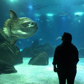Oceanário de Lisboa - Aquariums Near Me - Lisbon, 11 Oceanário de Lisboa - Aquariums Near Me - Lisbon, 11