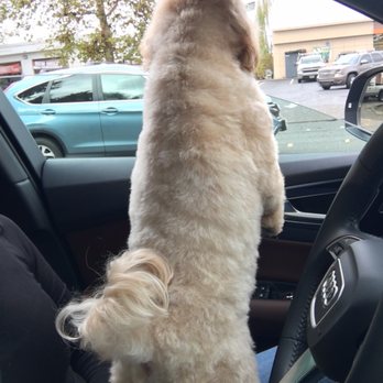 Pawbillion - Perfect length for the fall/winter season. - Pet Groomers Near Me - Bellevue, Washington Pawbillion - Perfect length for the fall/winter season. - Pet Groomers Near Me - Bellevue, Washington