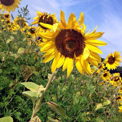 Pope Farm Conservancy by null