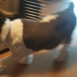 dog grooming red deer