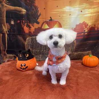 Sandy's Grooming - Pet Groomers Near Me - Orange, California Sandy's Grooming - Pet Groomers Near Me - Orange, California