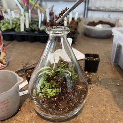 Roosevelt's Terrariums - Build your own terrarium