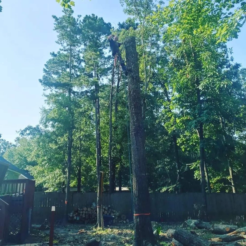 Bodeans Tree Services - tree service in Columbia, SC
