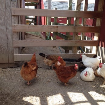 Ward's Berry Farm - Chickens - Delis Near Me - Sharon, Massachusetts Ward's Berry Farm - Chickens - Delis Near Me - Sharon, Massachusetts