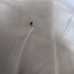 Silver Spur Motel - Bed bug