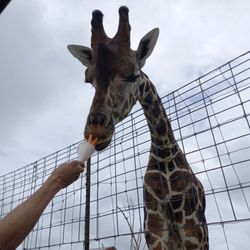 Tennessee Safari Park - Giraffe and carrot sticks