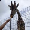 Tennessee Safari Park gift card