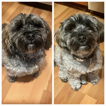 Faiths K9 Academy - Before /After Haircut - Pet Training Near Me Faiths K9 Academy - Before /After Haircut - Pet Training Near Me