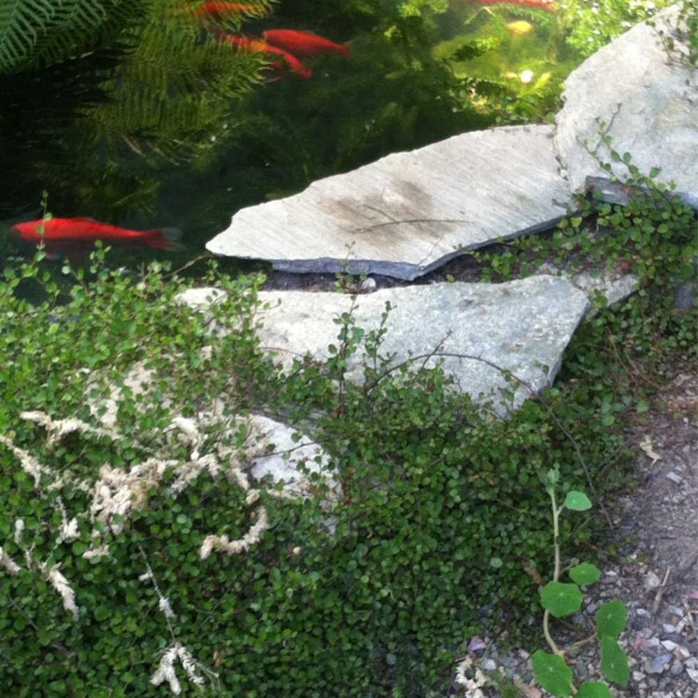 Beads By the Bay - Stop by to say hi to the koi out back - Art Supplies Near Me - Morro Bay, California Beads By the Bay - Stop by to say hi to the koi out back - Art Supplies Near Me - Morro Bay, California