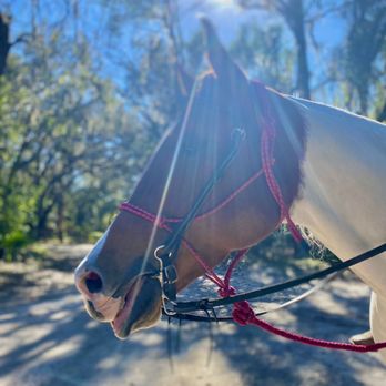 Lake Park - Made a new friend on the trail - Parks Near Me - Lutz, Florida