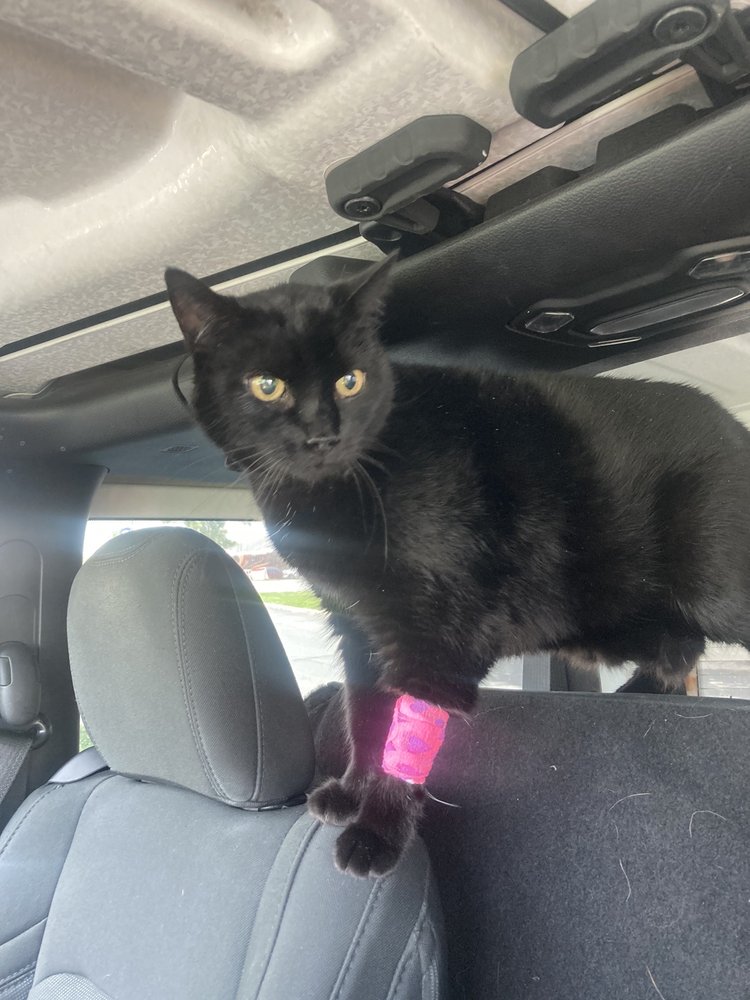 North Ogden Animal Hospital Image