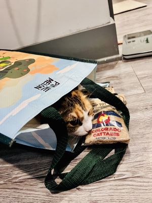 Denver Cat Company by null