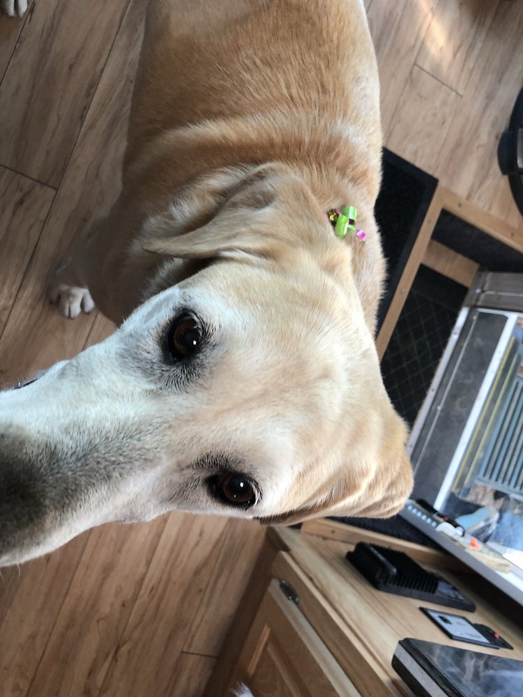 FURRY FRIENDS KENNEL Updated October 2024 810 S McLane Rd, Payson