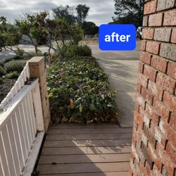 Baltazar ruiz gardening - Reformed ivy.