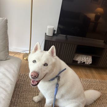 Biscuits & Bath - Upper East Side - Pet Sitting Near Me - New York, New York