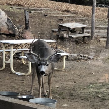 Pierpoint Bar & Grill - a deer drinking water - American Near Me - Springville, California Pierpoint Bar & Grill - a deer drinking water - American Near Me - Springville, California