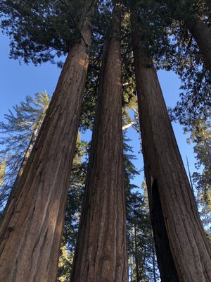 Kings Canyon National Park by null