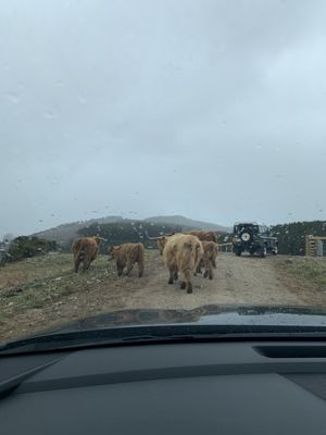 Rothiemurchus by null