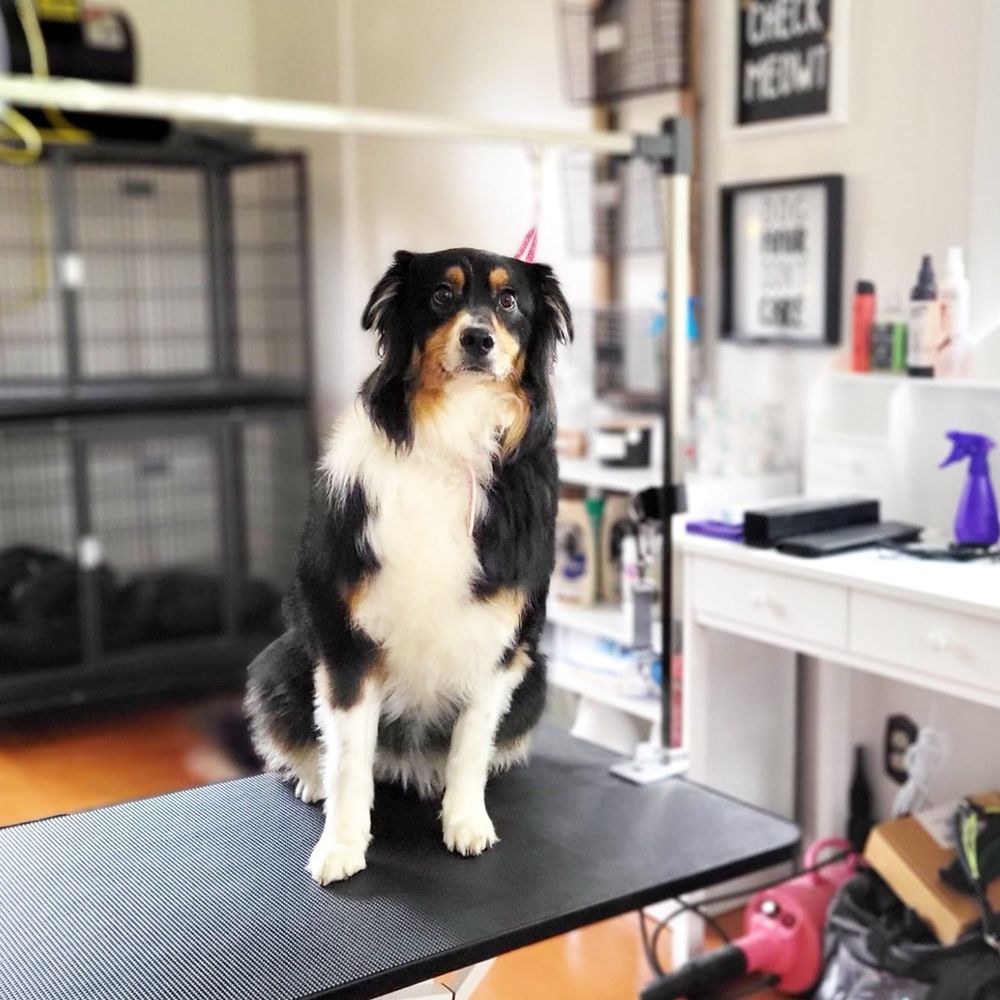 AT MAGGIE’S GROOMER Updated October 2024 17 Photos Berlin, New