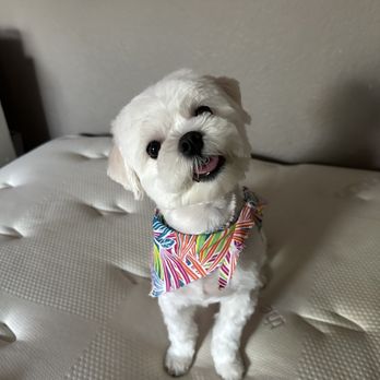 The Groom Room - My Bori looking so handsome! I love the cute little scarfs they put on him every time!!! - Pet Groomers Near Me - Sherman Oaks, California The Groom Room - My Bori looking so handsome! I love the cute little scarfs they put on him every time!!! - Pet Groomers Near Me - Sherman Oaks, California