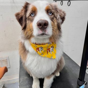 Fur Factory Pet Grooming - Pet Groomers Near Me Fur Factory Pet Grooming - Pet Groomers Near Me