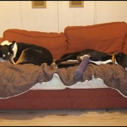 Custom Canine Care - Relaxing at Custom Canine Care