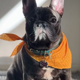 Maia looking great after being groomed. Maia looking great after being groomed.