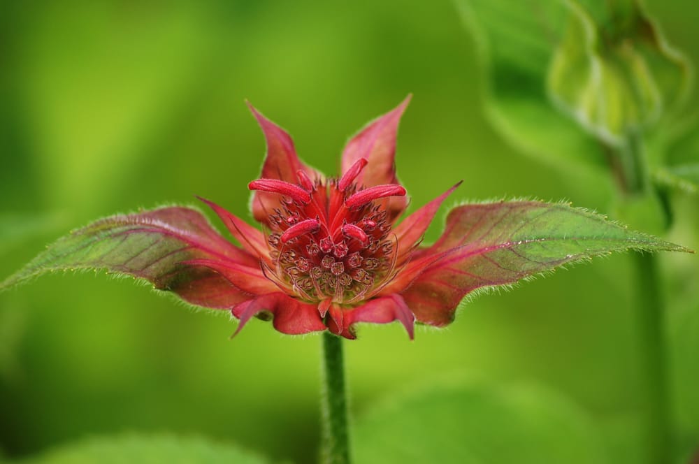 KIRKWOOD GARDENS 14 Photos 23 Science Center Rd, Holderness, NH Yelp