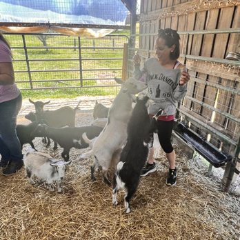 Goat Yoga Shoals - Yoga Near Me - Tuscumbia, Alabama
