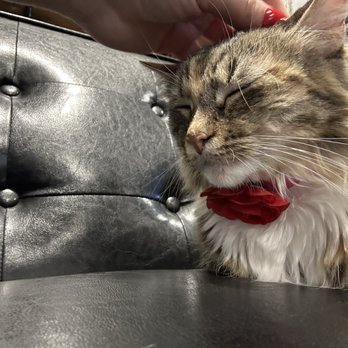 Minch Coffee - Cat ! - Coffee & Tea Near Me - Clermont, Florida