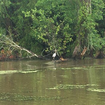 Ultimate Swamp Adventures - Tours Near Me - Westwego, Louisiana Ultimate Swamp Adventures - Tours Near Me - Westwego, Louisiana