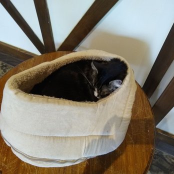 Seattle Meowtropolitan - Sleepy cutie - Themed Cafes Near Me - Seattle, Washington Seattle Meowtropolitan - Sleepy cutie - Themed Cafes Near Me - Seattle, Washington