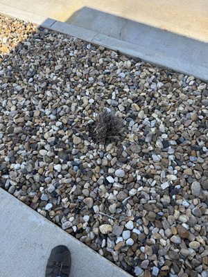 Lynch Lawn & Landscape