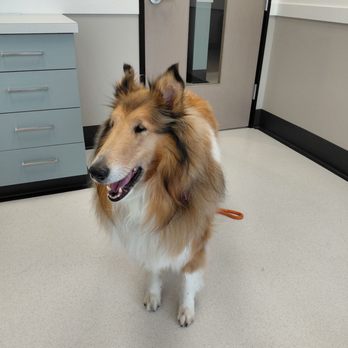 The inFURmary - Veterinarians Near Me - San Diego, California
