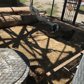 Guadalupe Canoe Livery - They have peacocks and chickens at the entrance in a huge cage - Rafting/Kayaking Near Me - Spring Branch, Texas