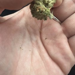 Have a Heart Greenwood - Black hair coming out of weed