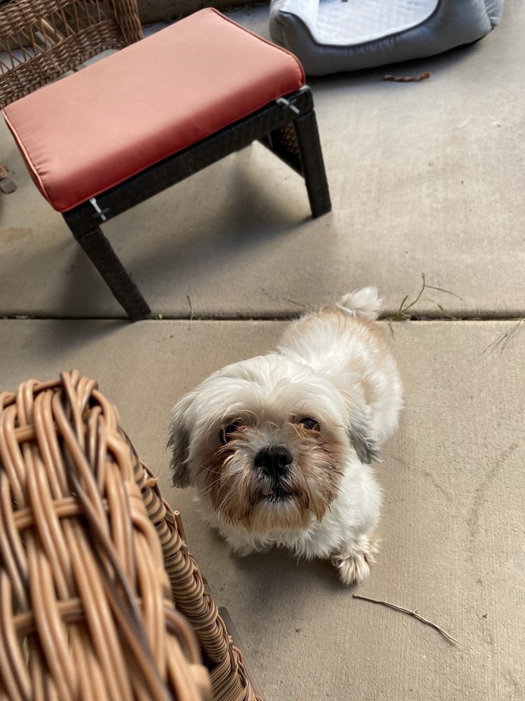 DOG GONE CUTE MOBILE GROOMING Updated September 2024 Grand Junction