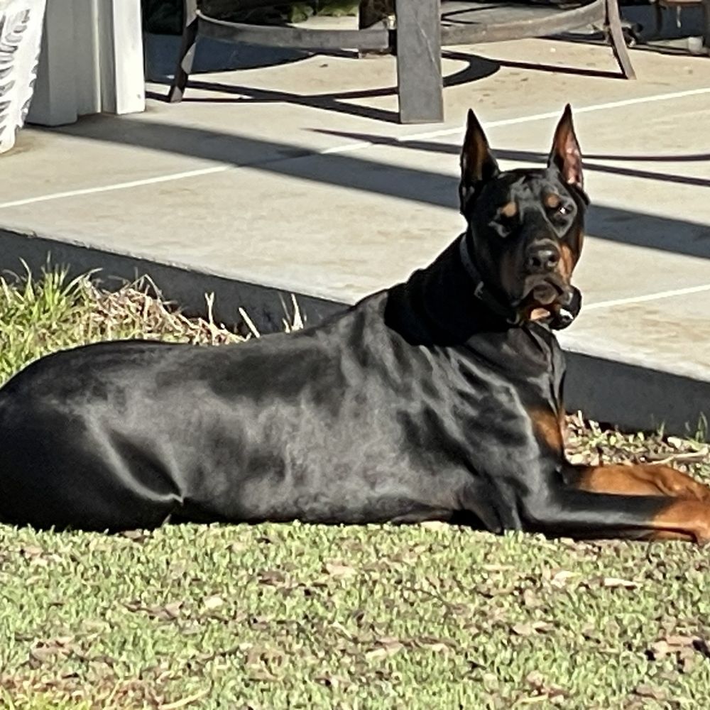 FurIife K9 Training - The dog. - Pet Training Near Me FurIife K9 Training - The dog. - Pet Training Near Me