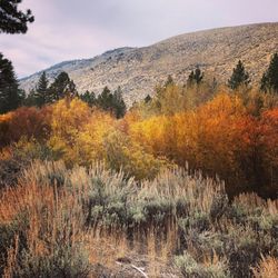 Sage Flat Campground