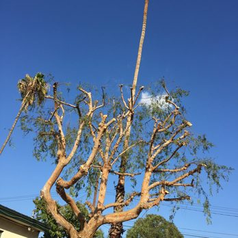 Tony's BC Tree Service - Tree Services Near Me - Orange, California Tony's BC Tree Service - Tree Services Near Me - Orange, California
