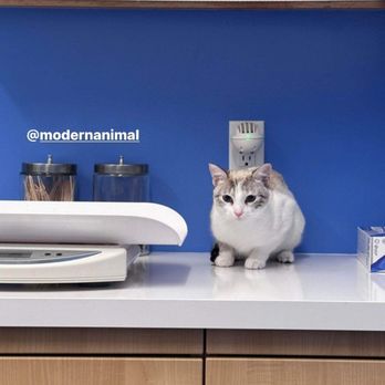 Modern Animal Manhattan Beach - Veterinarians Near Me - Manhattan Beach, California Modern Animal Manhattan Beach - Veterinarians Near Me - Manhattan Beach, California